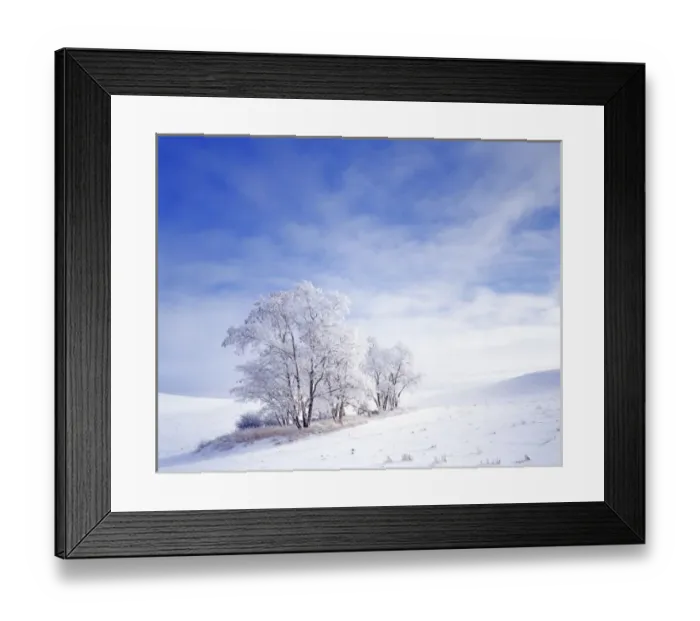 Framed Print : USA, Washington, Palouse Area, Frosted Black Locust Trees Framed Print : USA, Washington, Palouse Area, Frosted Black Locust Trees