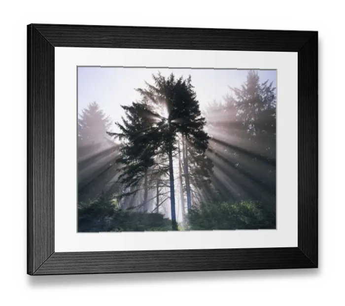 Framed Print : USA, Washington, Olympic National Park, Morning Fog, Sitka spruce Framed Print : USA, Washington, Olympic National Park, Morning Fog, Sitka spruce