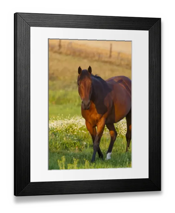 Framed Print : Horse in pasture Framed Print : Horse in pasture