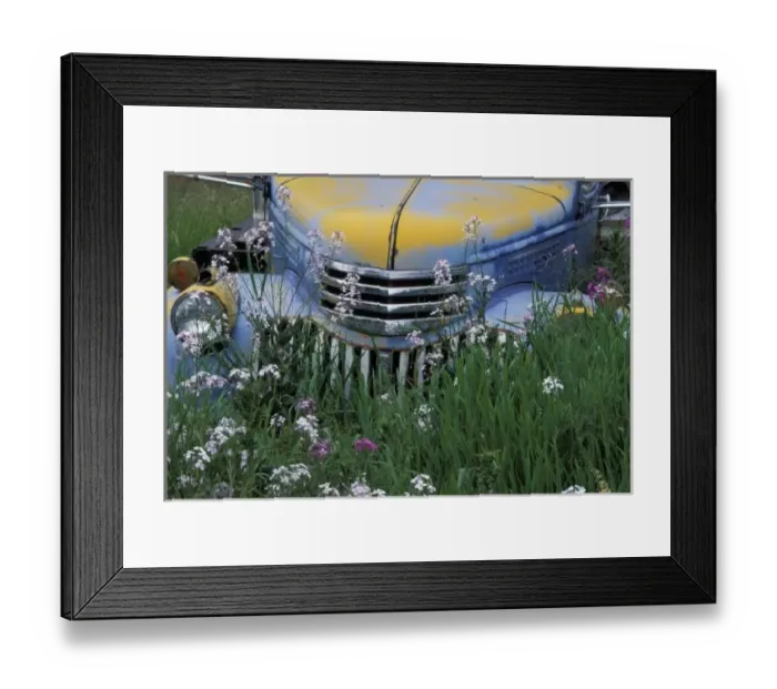 Framed Print : NA, USA, eastern Washington, Old truck with money plant in Palouse area Framed Print : NA, USA, eastern Washington, Old truck with money plant in Palouse area