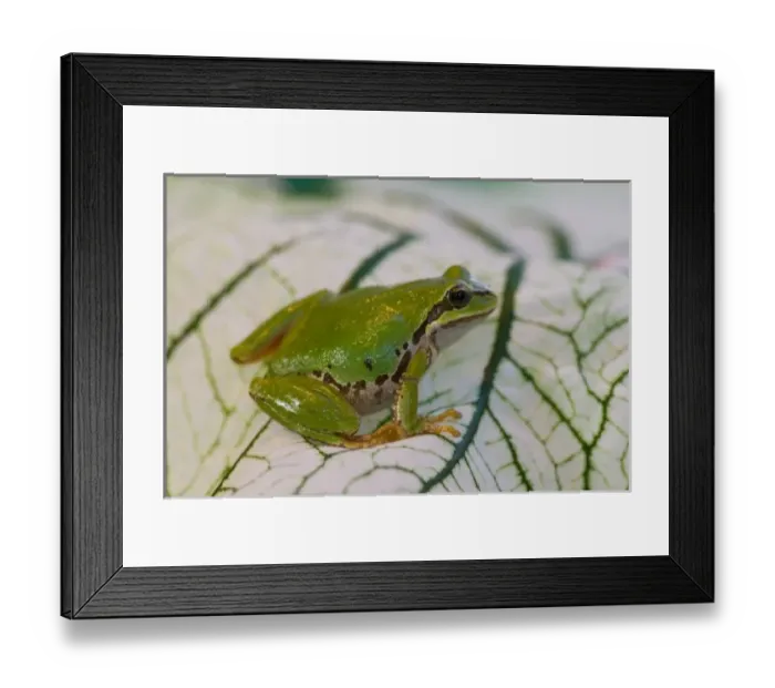 Framed Print : Pacific tree frog on flowers in our garden, Sammamish Washington Framed Print : Pacific tree frog on flowers in our garden, Sammamish Washington