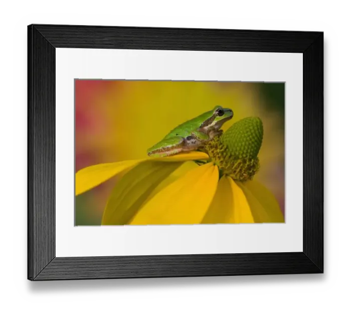 Framed Print : USA, North America, Washington
