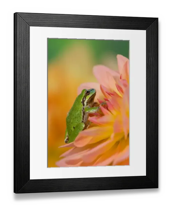 Framed Print : Pacific tree frog on flowers in our garden, Sammamish Washington Framed Print : Pacific tree frog on flowers in our garden, Sammamish Washington