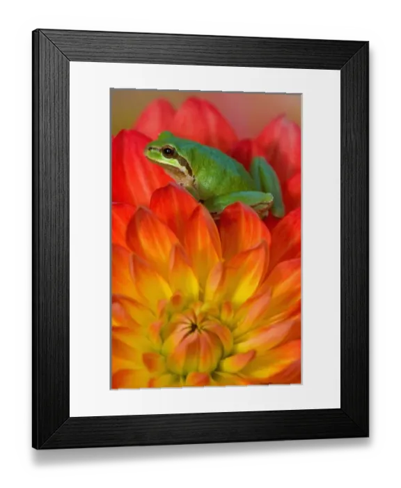 Framed Print : Pacific tree frog on flowers in our garden, Sammamish Washington Framed Print : Pacific tree frog on flowers in our garden, Sammamish Washington