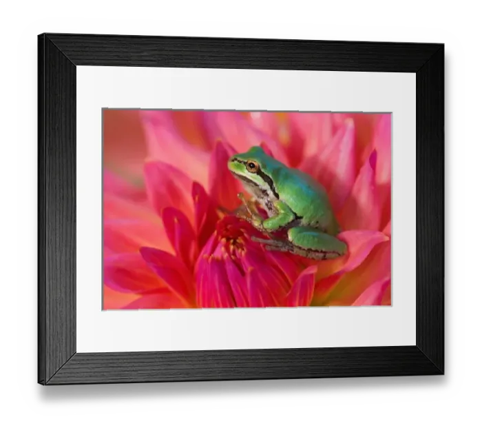 Framed Print : Pacific tree frog on flowers in our garden, Sammamish Washington Framed Print : Pacific tree frog on flowers in our garden, Sammamish Washington