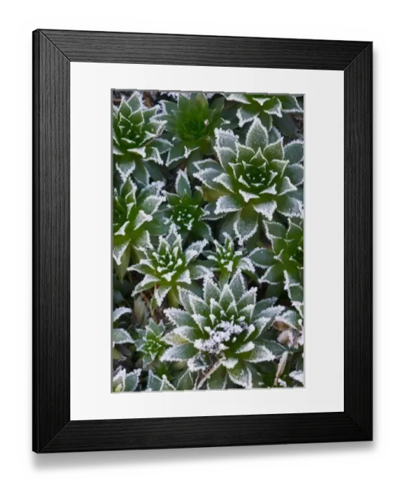 Framed Print : Hen & Chicks succulent with frost in the early morning in our garden, Sammamish Framed Print : Hen & Chicks succulent with frost in the early morning in our garden, Sammamish