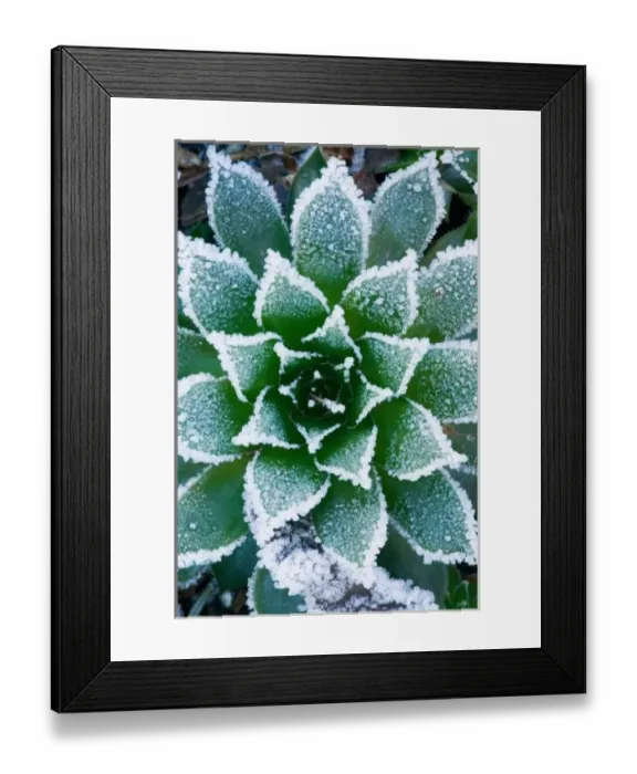 Framed Print : Hen & Chicks succulent with frost in the early morning in our garden, Sammamish Framed Print : Hen & Chicks succulent with frost in the early morning in our garden, Sammamish