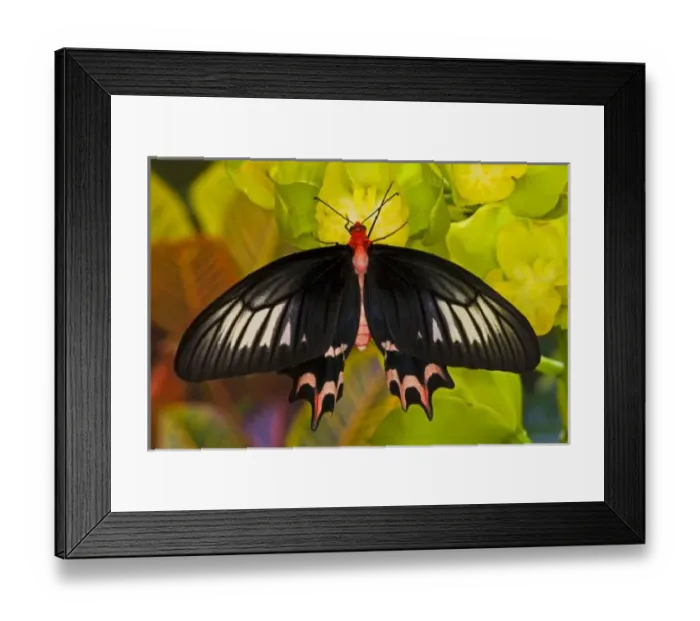 Framed Print : USA, North America, Washington Framed Print : USA, North America, Washington