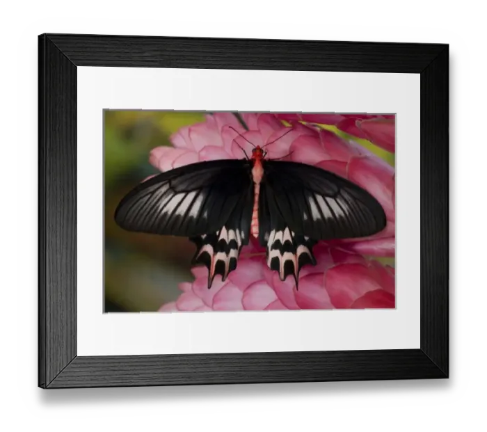 Framed Print : Sammamish Washington Tropical Butterflies photograph of Atrophaneura semperi Framed Print : Sammamish Washington Tropical Butterflies photograph of Atrophaneura semperi