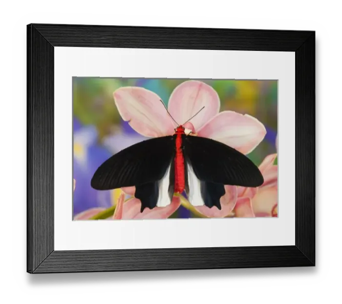 Framed Print : Sammamish Washington Tropical Butterflies photograph of Atrophaneura semperi Framed Print : Sammamish Washington Tropical Butterflies photograph of Atrophaneura semperi