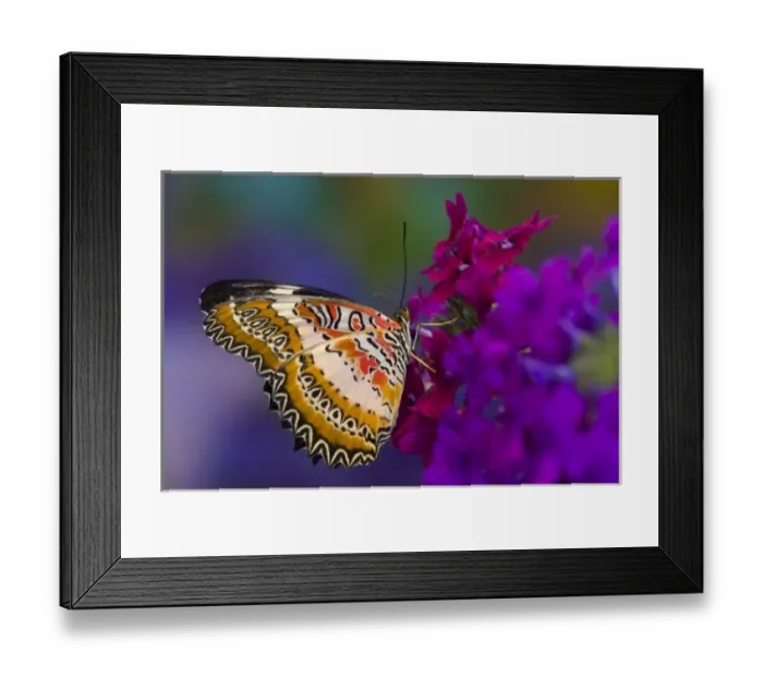 Framed Print : Sammamish Washington Tropical Butterflies photograph Common Lacewing butterfly, Cethosia