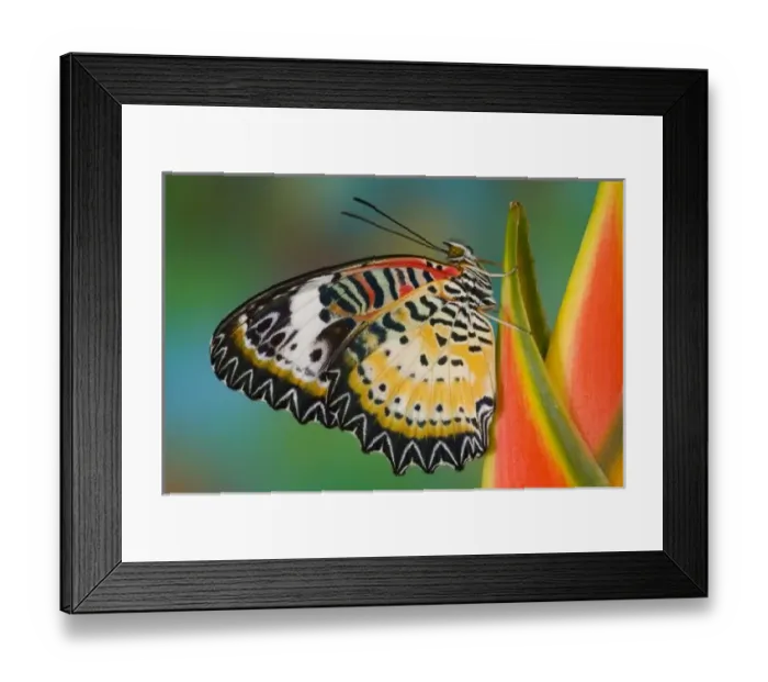 Framed Print : Sammamish Washington