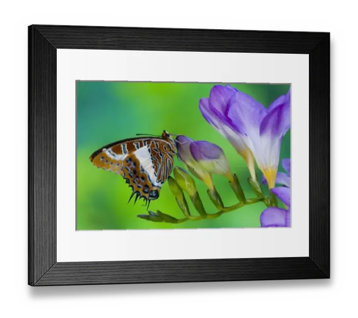 Framed Print : Sammamish Washington Tropical Butterflies photograph of Charaxes brutus the White-barred Framed Print : Sammamish Washington Tropical Butterflies photograph of Charaxes brutus the White-barred