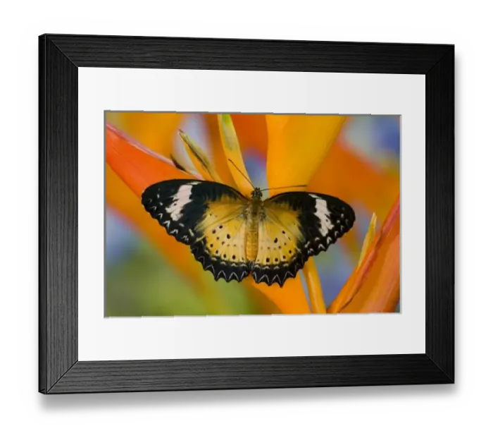 Framed Print : Sammamish Washington Tropical Butterflies photograph of Leopard Lacewing butterfly Framed Print : Sammamish Washington Tropical Butterflies photograph of Leopard Lacewing butterfly