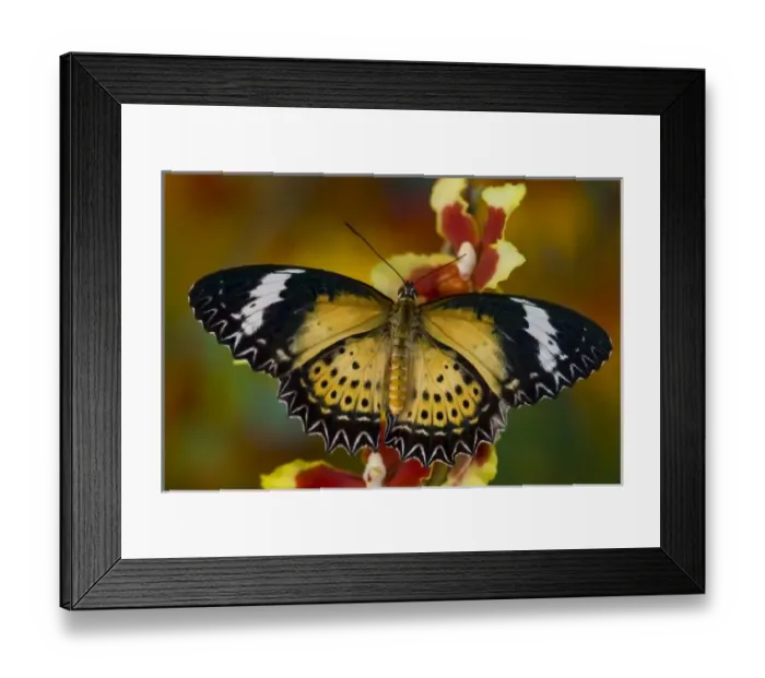 Framed Print : USA, North America, Washington Framed Print : USA, North America, Washington