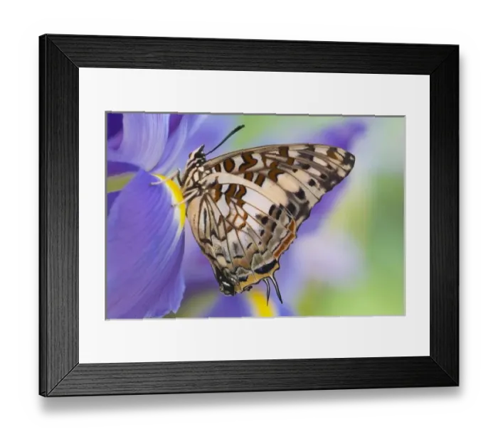 Framed Print : Sammamish Washington Tropical Butterflies photograph of Charaxes etesipe the Savannah Framed Print : Sammamish Washington Tropical Butterflies photograph of Charaxes etesipe the Savannah