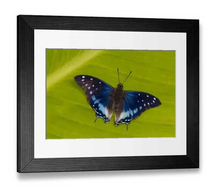 Framed Print : Sammamish Washington Tropical Butterflies photograph of Charaxes etesipe the Savannah