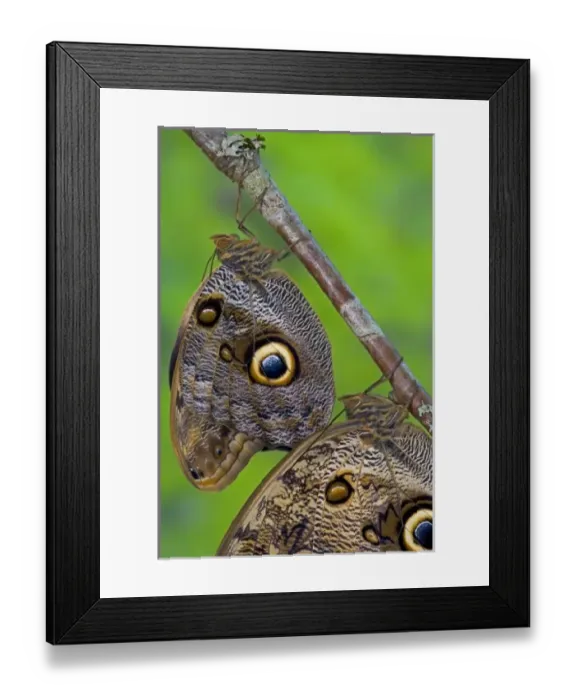 Framed Print : Sammamish Washington Tropical Butterflies photograph of Caligo memnon the Giant Owl