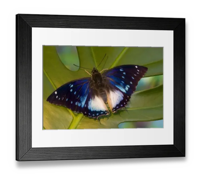 Framed Print : USA, North America, Washington Framed Print : USA, North America, Washington