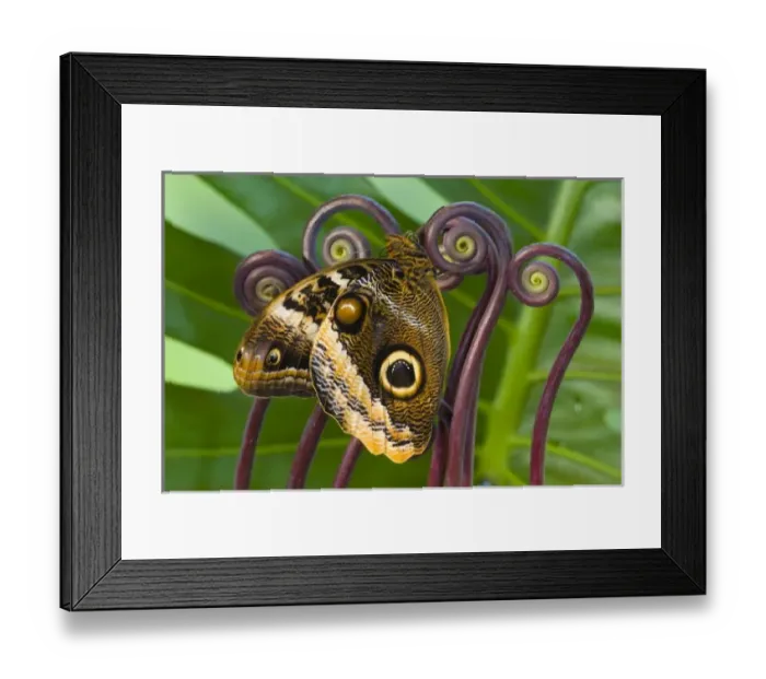 Framed Print : Sammamish Washington Tropical Butterflies photograph of the Magnificent Owl butterfly Framed Print : Sammamish Washington Tropical Butterflies photograph of the Magnificent Owl butterfly