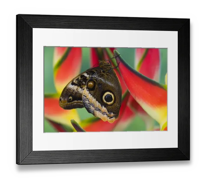 Framed Print : Sammamish Washington Tropical Butterflies photograph of the iaMagnificent Owl butterfly Framed Print : Sammamish Washington Tropical Butterflies photograph of the iaMagnificent Owl butterfly