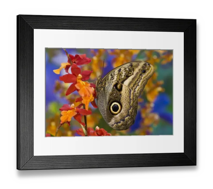 Framed Print : Sammamish Washington Tropical Butterflies photograph Caligo oileus the Brown Owl