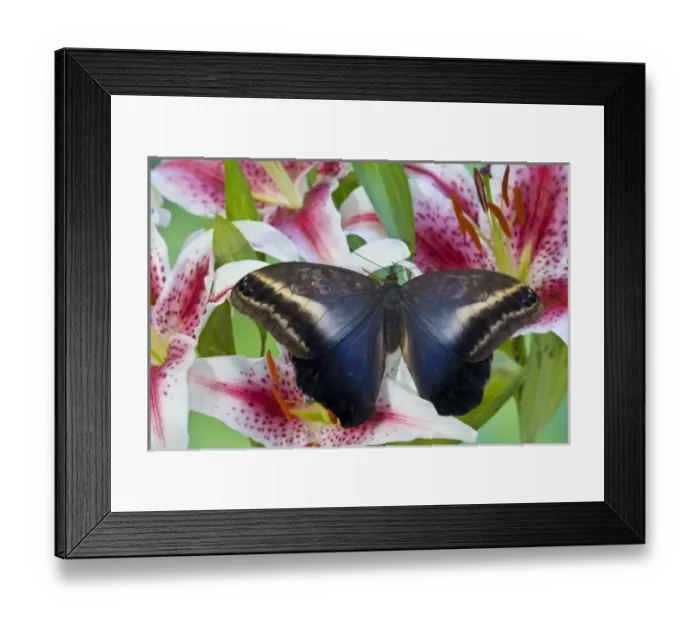 Framed Print : Sammamish Washington Tropical Butterflies photograph Caligo oileus the Brown Owl
