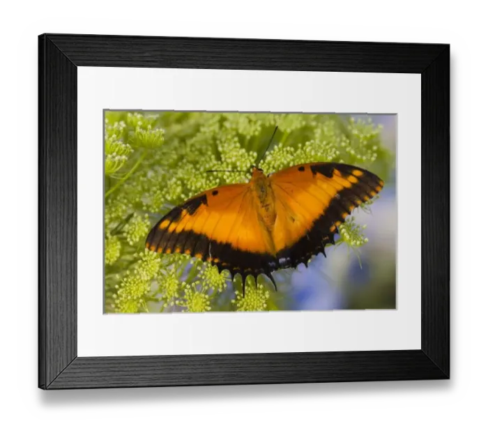 Framed Print : USA, North America, Washington Framed Print : USA, North America, Washington