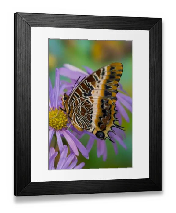 Framed Print : Sammamish Washington Tropical Butterflies photograph of Charaxes pollux the Black-bordered