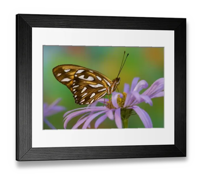 Framed Print : Sammamish Washington Tropical Butterflies photograph Dryas iulia Framed Print : Sammamish Washington Tropical Butterflies photograph Dryas iulia
