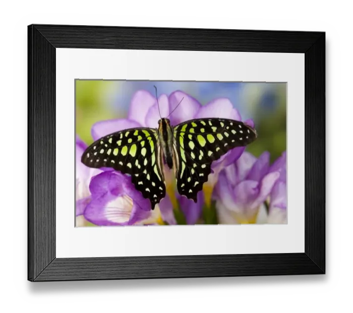 Framed Print : Sammamish Washington Tropical Butterflies photograph the Tailed Jay Butterfly, Graphium Framed Print : Sammamish Washington Tropical Butterflies photograph the Tailed Jay Butterfly, Graphium