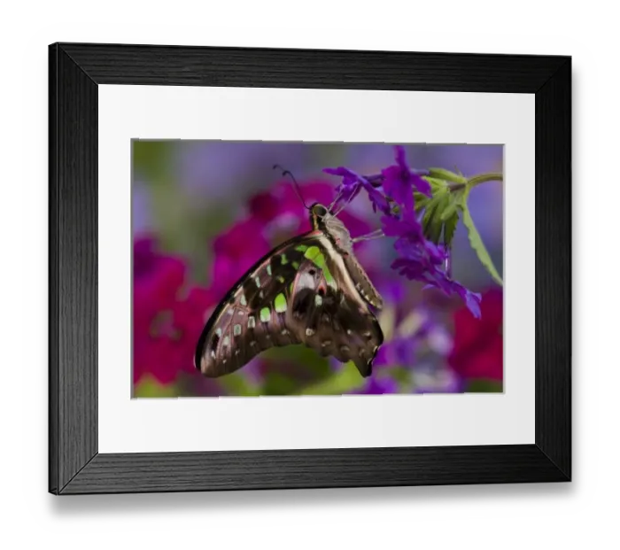 Framed Print : Sammamish Washington Tropical Butterflies photograph the Tailed Jay Butterfly, Graphium