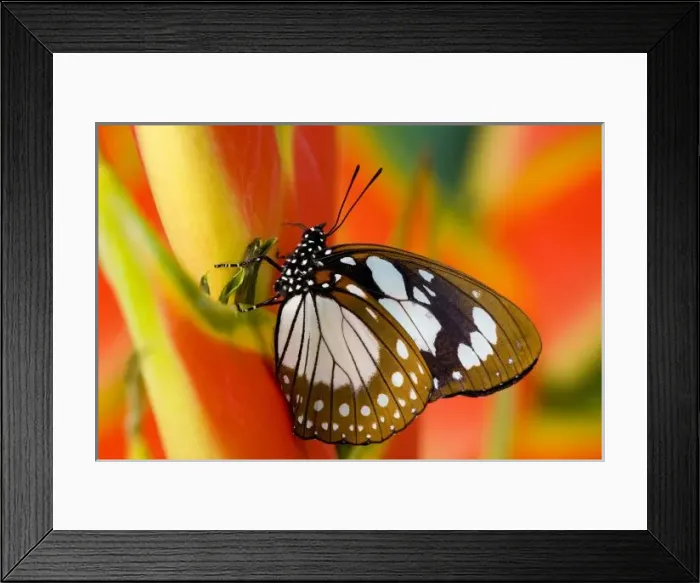 Framed Print : Sammamish Washington Tropical Butterflies photograph Euxanthe wakefieldi the Forest Framed Print : Sammamish Washington Tropical Butterflies photograph Euxanthe wakefieldi the Forest