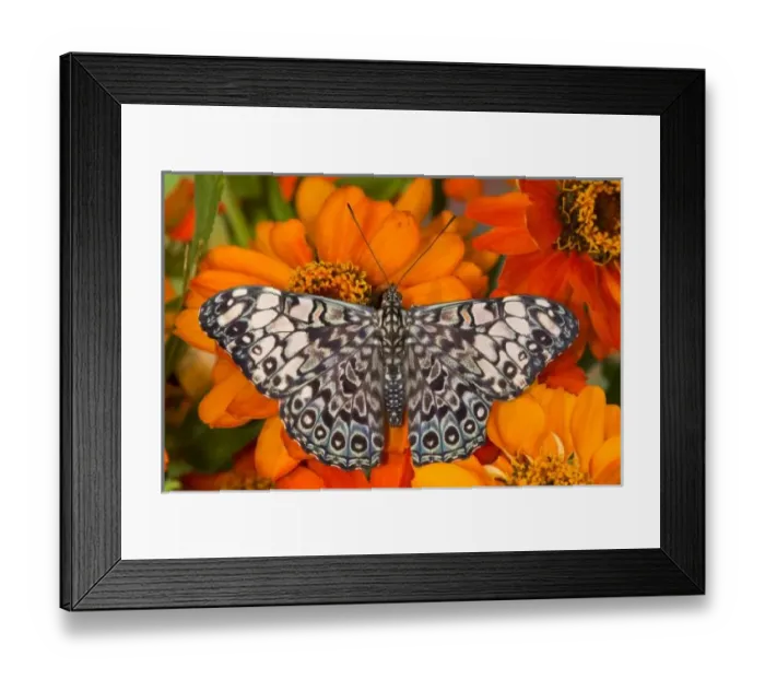 Framed Print : Sammamish Washington Tropical Butterflies photograph of Hamadryas feronia the Grey Framed Print : Sammamish Washington Tropical Butterflies photograph of Hamadryas feronia the Grey