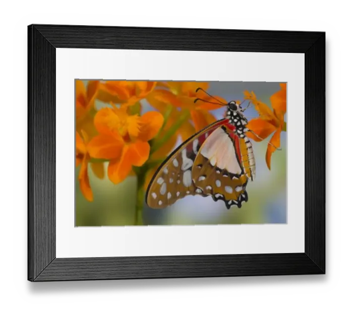 Framed Print : Sammamish Washington Tropical Butterflies photograph of Graphium angolanus the African Framed Print : Sammamish Washington Tropical Butterflies photograph of Graphium angolanus the African