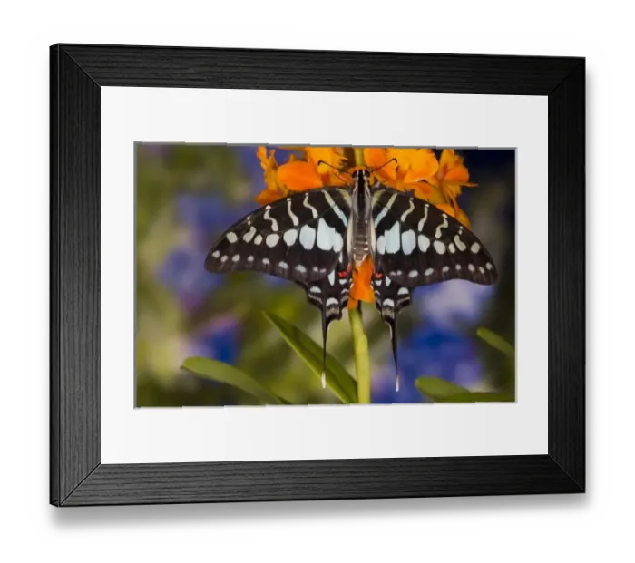 Framed Print : Sammamish Washington Tropical Butterflies photograph of Graphium antheus the Large Framed Print : Sammamish Washington Tropical Butterflies photograph of Graphium antheus the Large