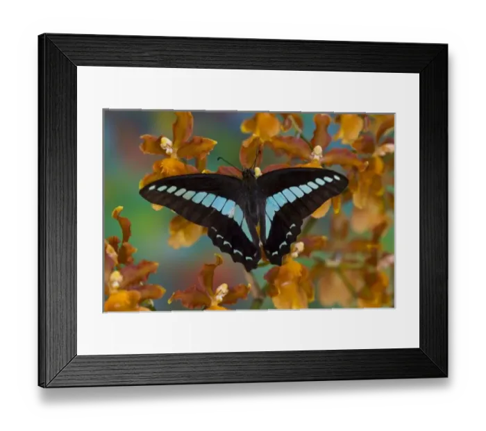 Framed Print : Sammamish Washington Tropical Butterflies photograph of Graphium doson the Common