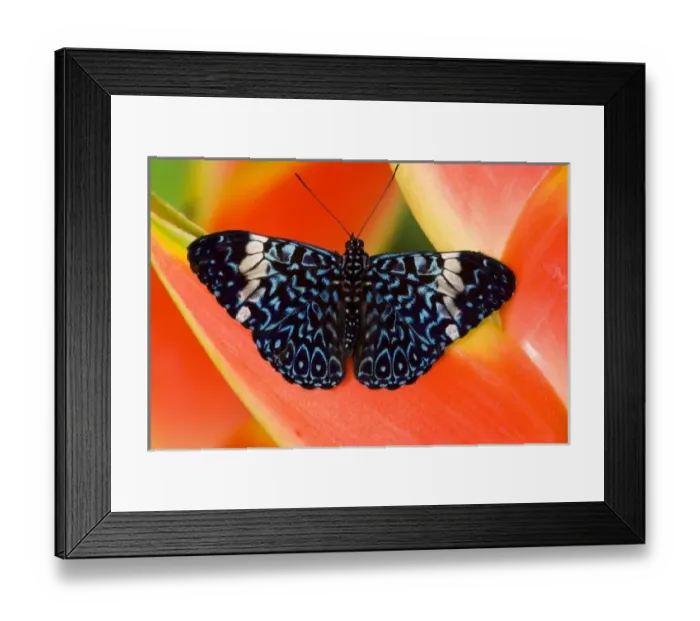 Framed Print : Sammamish Washington Tropical Butterflies photograph Hamadryas arinome the Starry Framed Print : Sammamish Washington Tropical Butterflies photograph Hamadryas arinome the Starry