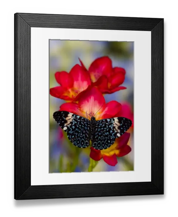 Framed Print : Sammamish Washington Tropical Butterflies photograph Hamadryas arinome the Starry Framed Print : Sammamish Washington Tropical Butterflies photograph Hamadryas arinome the Starry