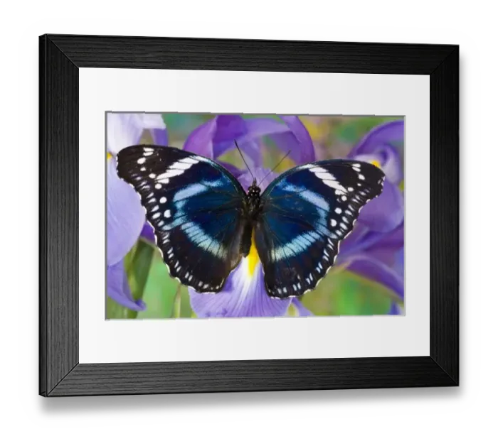 Framed Print : Sammamish Washington Tropical Butterflies photograph of Hypolimnas antevorta Framed Print : Sammamish Washington Tropical Butterflies photograph of Hypolimnas antevorta