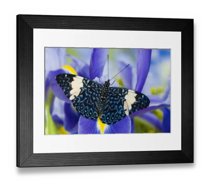 Framed Print : Sammamish Washington Tropical Butterflies photograph Hamadryas arinome the Starry Night Butterfly Framed Print : Sammamish Washington Tropical Butterflies photograph Hamadryas arinome the Starry Night Butterfly