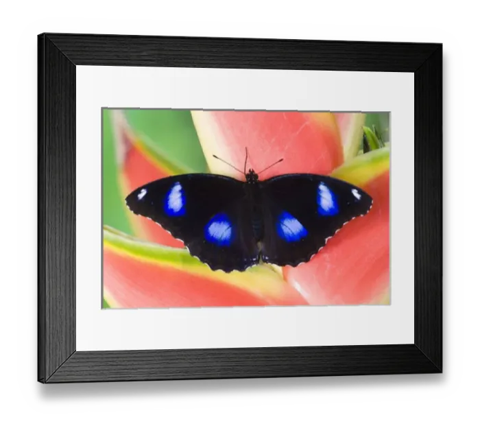 Framed Print : Sammamish Washington Tropical Butterflies photograph of Asian Hypolimnas bolina Framed Print : Sammamish Washington Tropical Butterflies photograph of Asian Hypolimnas bolina
