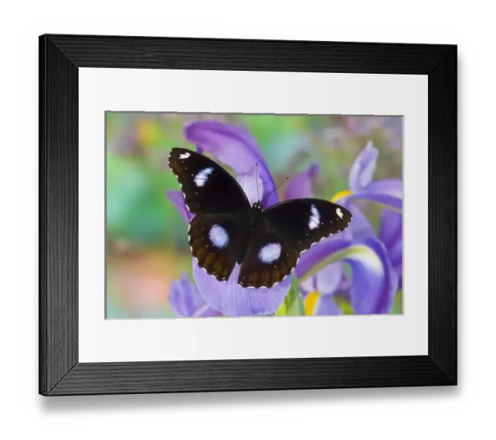 Framed Print : USA, North America, Washington Framed Print : USA, North America, Washington