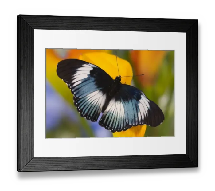 Framed Print : Sammamish Washington Framed Print : Sammamish Washington