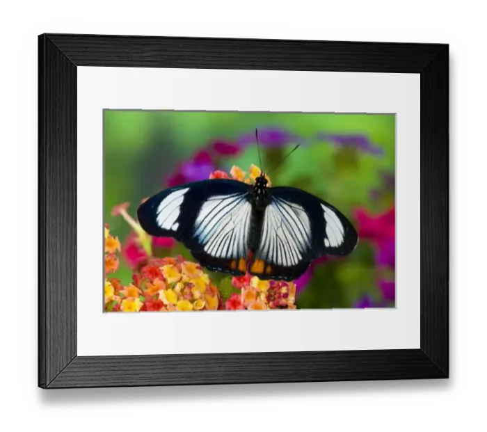 Framed Print : Sammamish Washington Tropical Butterflies photograph of Hypolimnas usambara the Red Framed Print : Sammamish Washington Tropical Butterflies photograph of Hypolimnas usambara the Red