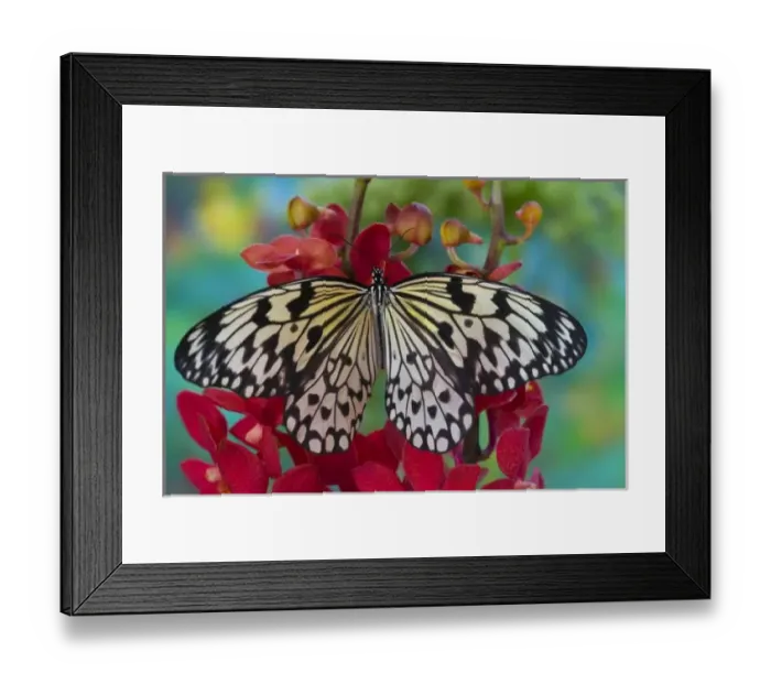 Framed Print : Sammamish Washington Tropical Butterflies photograph of Idea leuconoe the Paper Kite