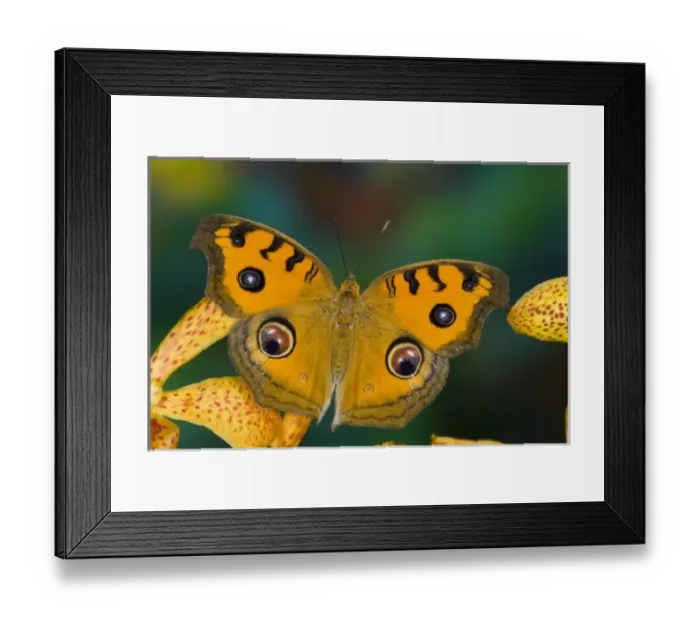 Framed Print : USA, WA, Sammamish Framed Print : USA, WA, Sammamish