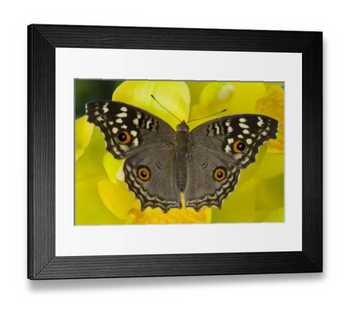 Framed Print : USA, North America, Washington