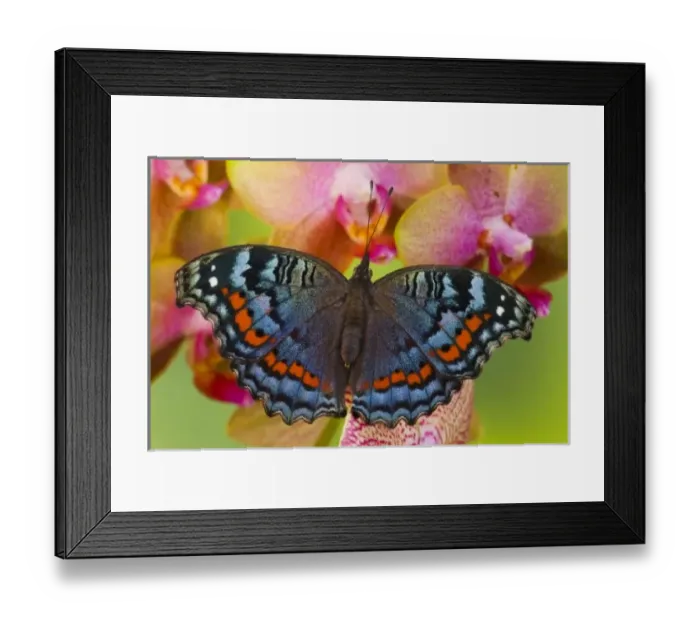 Framed Print : Sammamish Washington Tropical Butterfly photograph of Junonia octavia the Gaudy Commodore