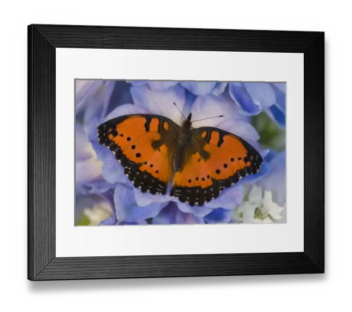 Framed Print : Sammamish Washington Tropical Butterfly photograph of Junonia octavia the Gaudy Commodore Framed Print : Sammamish Washington Tropical Butterfly photograph of Junonia octavia the Gaudy Commodore